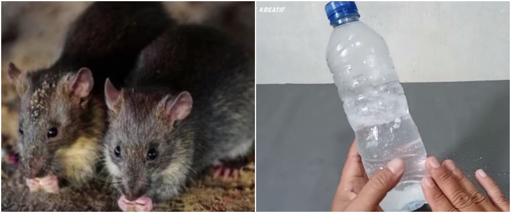 Trik jitu mencegah tikus masuk ke rumah tanpa perangkap dan racun, cuma pakai 1 bumbu masak auto kabur