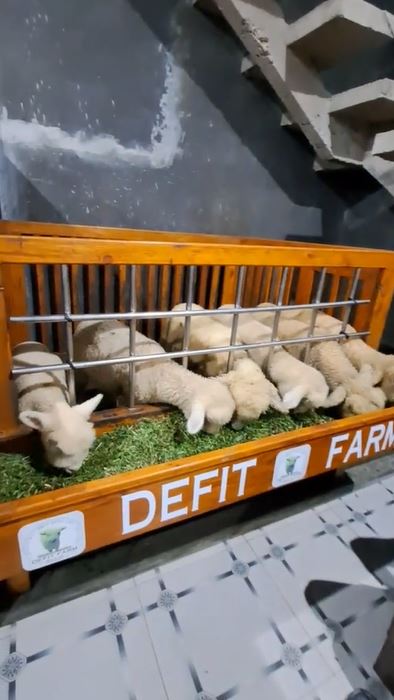 Dari luar seperti hunian manusia ternyata kandang domba, 7 potret rumah ini interiornya bikin melongo