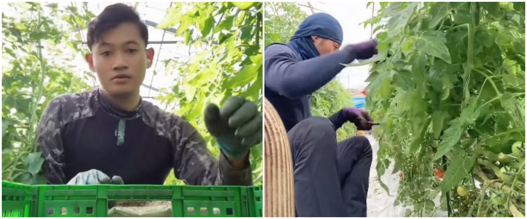 Emoh hidup miskin di Indonesia, pria ini pilih jadi petani di Jepang, kerja santai gaji serius