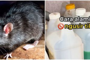 Tak perlu repot pasang jebakan besi, ini trik ampuh cegah tikus masuk ke dapur pakai 3 bumbu masakan