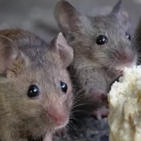 Trik basmi tikus di rumah tanpa pakai racun, cuma tambahan 1 bumbu masakan dijamin auto ngacir