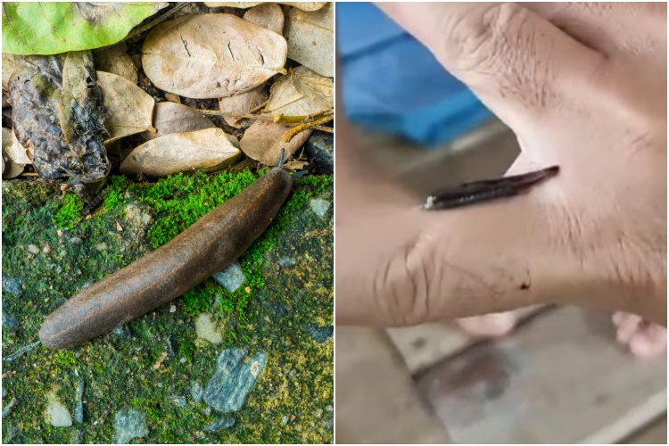 Bukan pakai garam, cara mudah melepas gigitan lintah pakai 1 bahan sederhana yang tersedia di warung