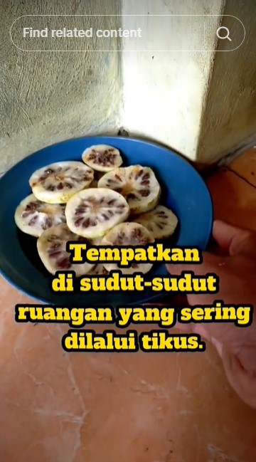 Trik mudah membasmi tikus dari rumah tanpa repot pasang perangkap atau racun, cuma pakai 1 jenis buah