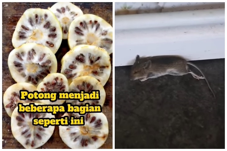 Trik mudah membasmi tikus dari rumah tanpa repot pasang perangkap atau racun, cuma pakai 1 jenis buah