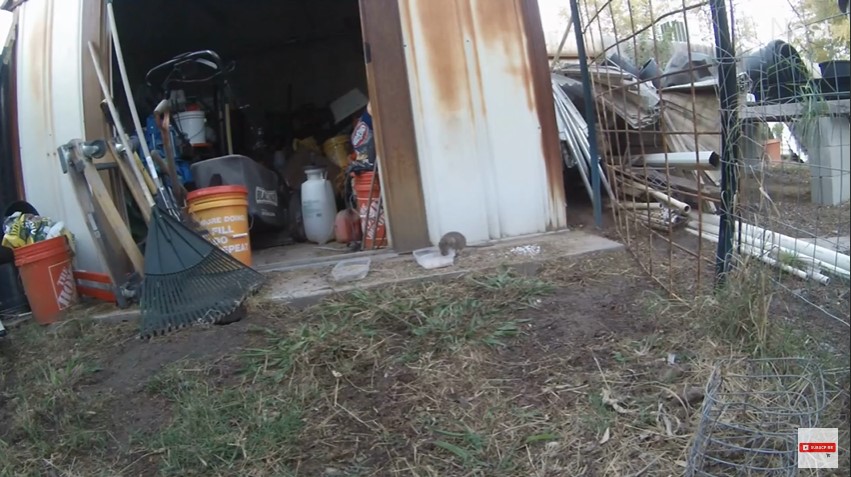 Cara mudah membasmi tikus tanpa racun khusus, pakai 2 bahan dapur