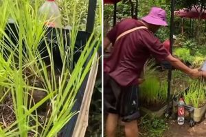 Bukan di sawah, lifehack nyeleneh tanam padi dalam koper ini bikin bertani di rumah jadi mudah