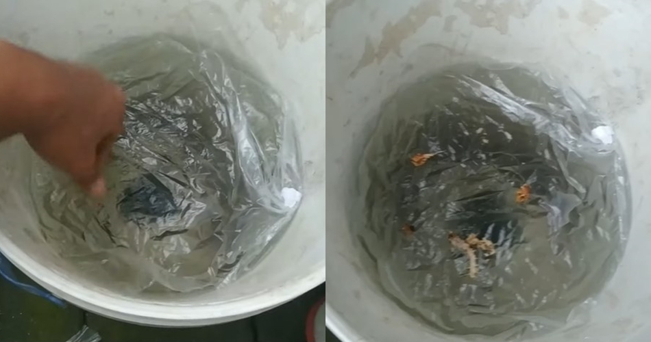 Trik mengusir tikus modal Rp0 tanpa perangkap besi atau racun, andalkan 1 ampas dapur