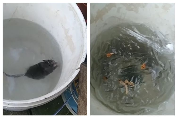 Trik mengusir tikus modal Rp0 tanpa perangkap besi atau racun, andalkan 1 ampas dapur