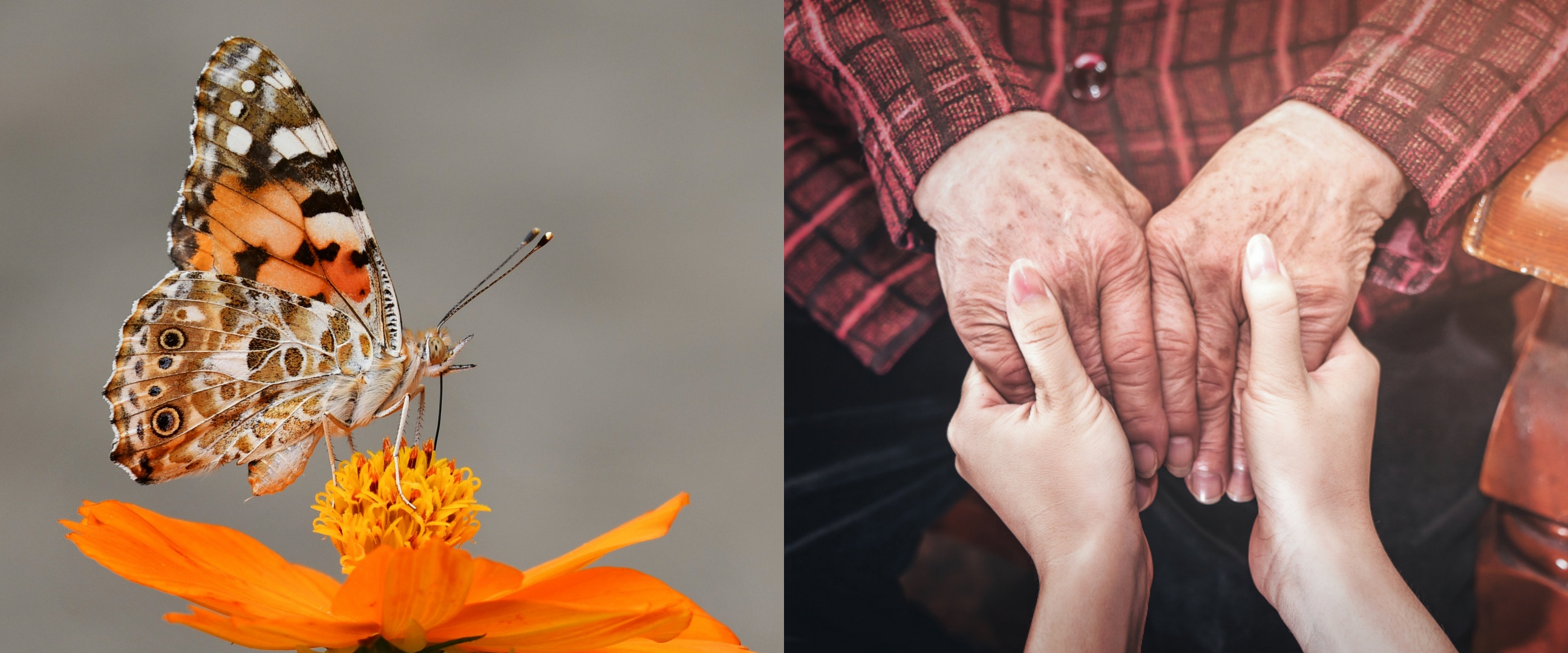 Mengenal "Butterfly Effect" ini caranya kebaikan kecil bisa berdampak besar di bulan Ramadan