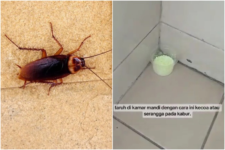 Tanpa produk pembasmi, ini trik bikin kecoak kabur dari rumah pakai tambahan 1 bahan dapur
