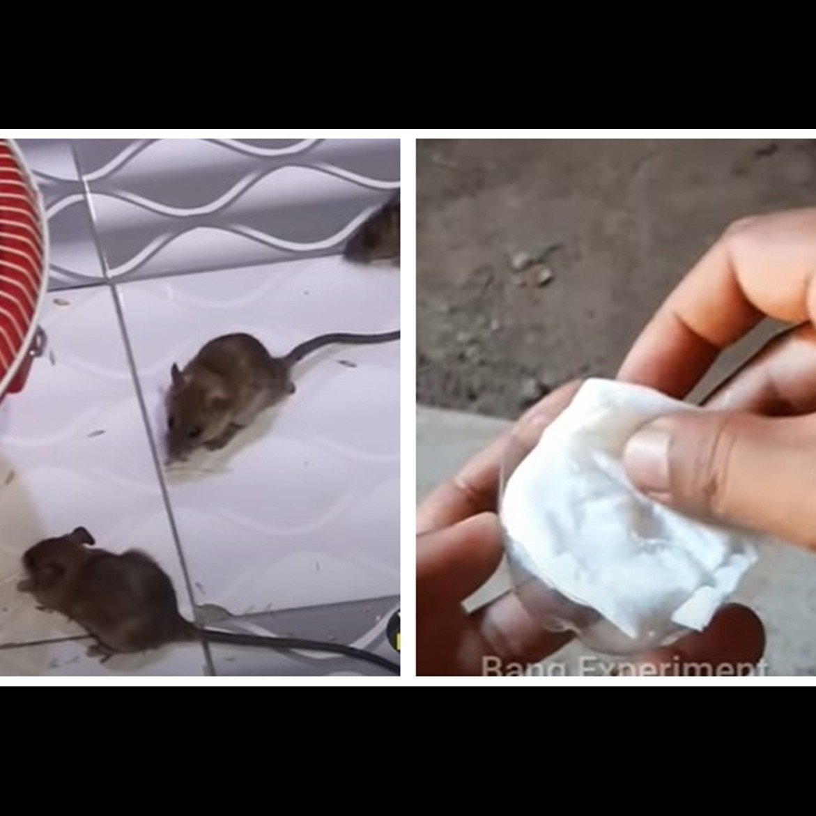 Trik jitu mengusir tikus dari rumah tanpa perangkap dan racun, cuma pakai tambahan 1 bumbu dapur
