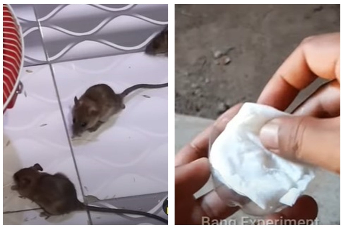 Trik jitu mengusir tikus dari rumah tanpa perangkap dan racun, cuma pakai tambahan 1 bumbu dapur