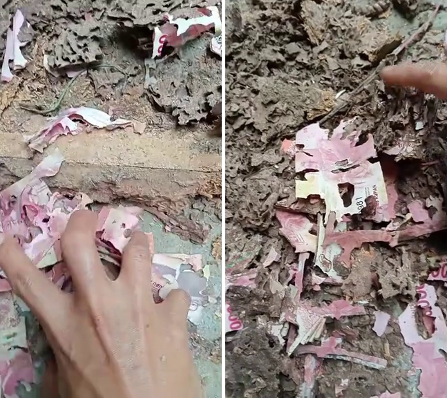 Pasutri ini kehilangan Rp70 juta hasil kerja keras bertahun-tahun akibat dimakan rayap, bikin nyesek