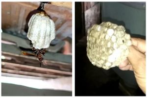 Trik aman basmi sarang tawon tanpa takut tersengat, cepat hanya dengan 1 bahan dapur