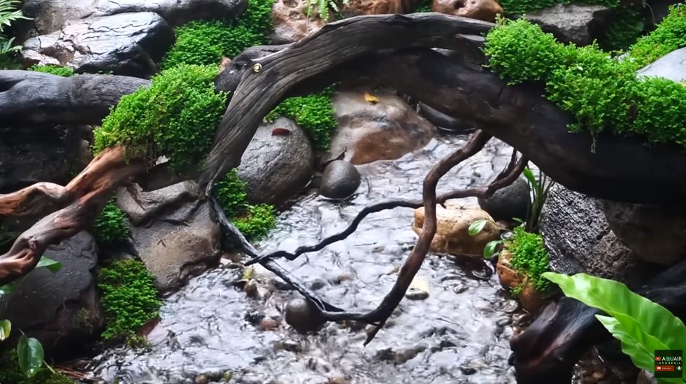 Penampakannya bak hutan Amazon, begini 11 potret rainforest Raffi Ahmad yang dibangun hanya 2 bulan