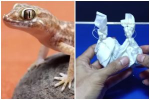 Tak perlu bikin perangkap, ini trik simpel usir cicak dari rumah pakai tambahan 1 sampah dapur