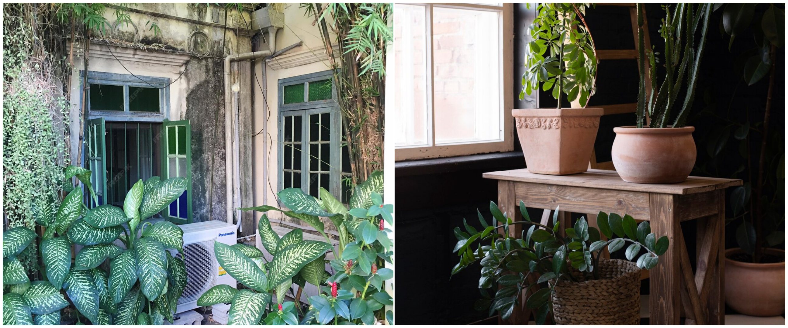 Bukan hanya estetis, tanaman ini bisa bikin rumah lebih hening