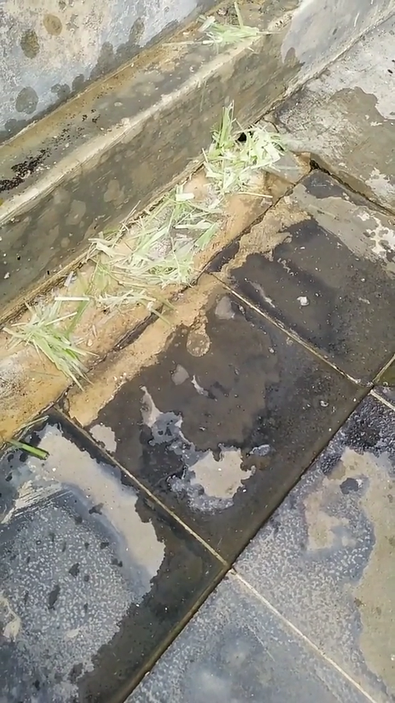 Cara simpel mengusir tikus dari rumah pakai cairan dari 3 bahan dapur, tak perlu repot bikin perangkap