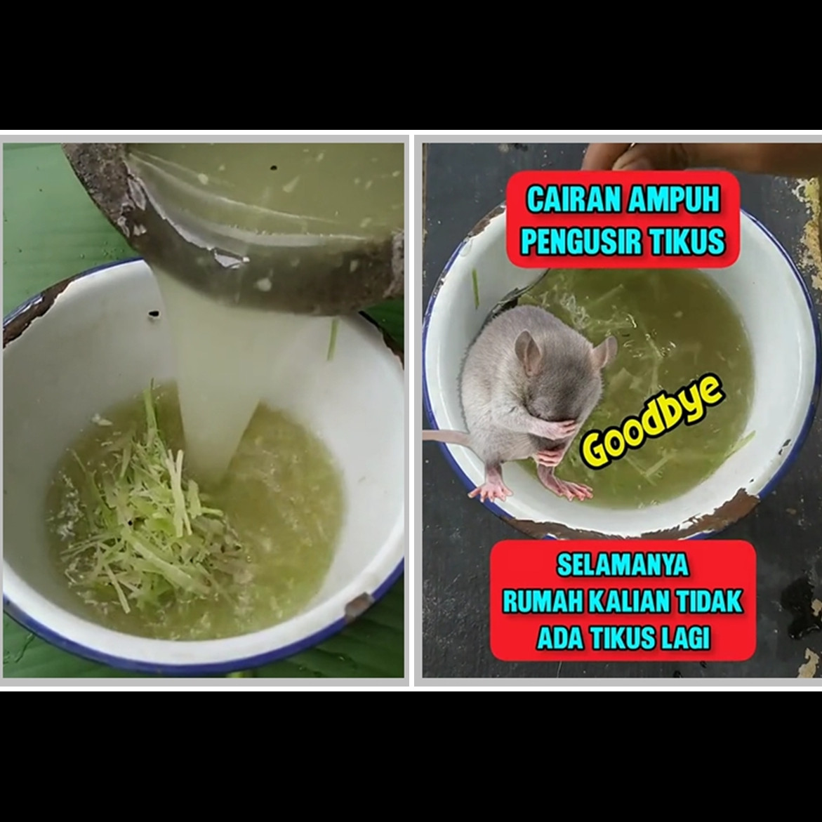 Cara simpel mengusir tikus dari rumah pakai cairan dari 3 bahan dapur, tak perlu repot bikin perangkap