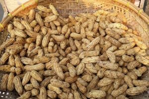 Cara merebus kacang tanah di magic com, hemat gas, gurih, dan empuk tanpa mengaduk