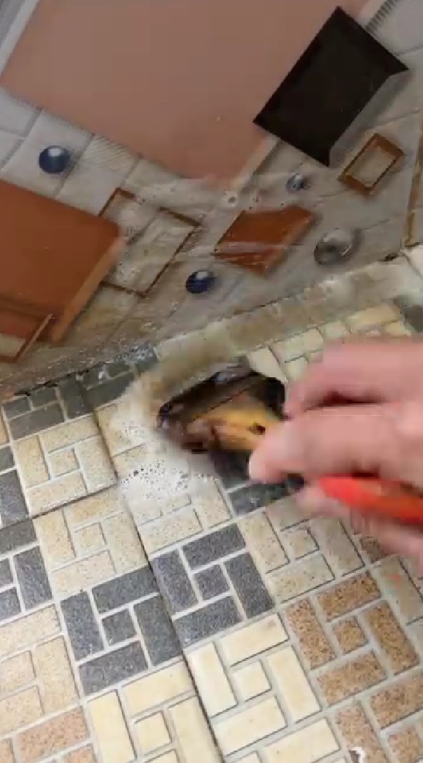 Trik agar lantai kamar mandi kotor jadi kinclong bebas bau, cuma pakai ramuan 1 bumbu masakan