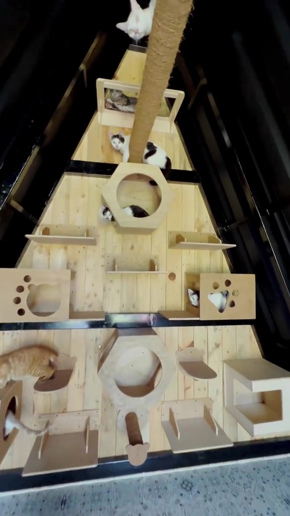 Dibangun di lahan 6.000 meter persegi, intip 11 potret makeover hunian Dodit Mulyanto di hutan