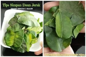 Cara menyimpan daun jeruk agar tetap hijau dan awet hingga 3 bulan