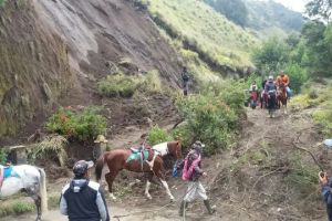 Heboh temuan ladang ganja di Taman Nasional Bromo Tengger Semeru, letaknya sangat tersembunyi