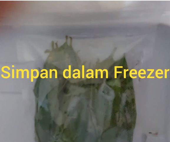 Cara praktis simpan daun salam agar tetap segar tanpa harus dijemur