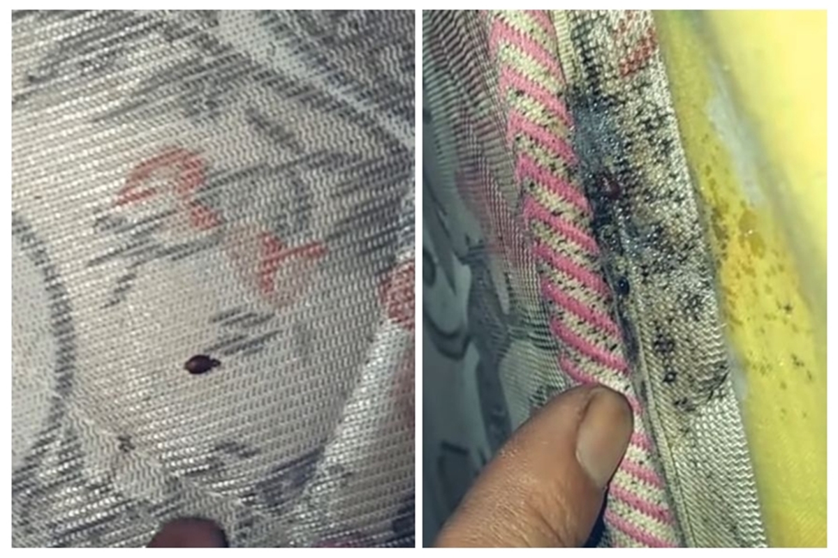 Trik mudah menghilangkan kutu kasur tanpa kapur barus, cuma pakai 1 bahan dapur