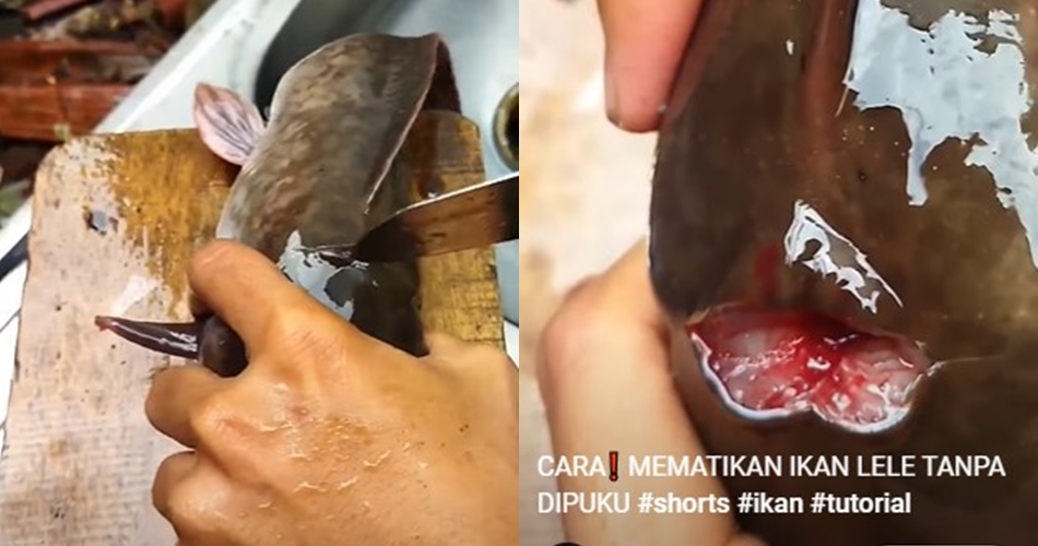 Cara paling cepat mematikan ikan lele tanpa dipukul atau dipatahkan lehernya