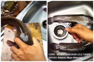 Cara paling cepat mematikan ikan lele tanpa dipukul atau dipatahkan lehernya