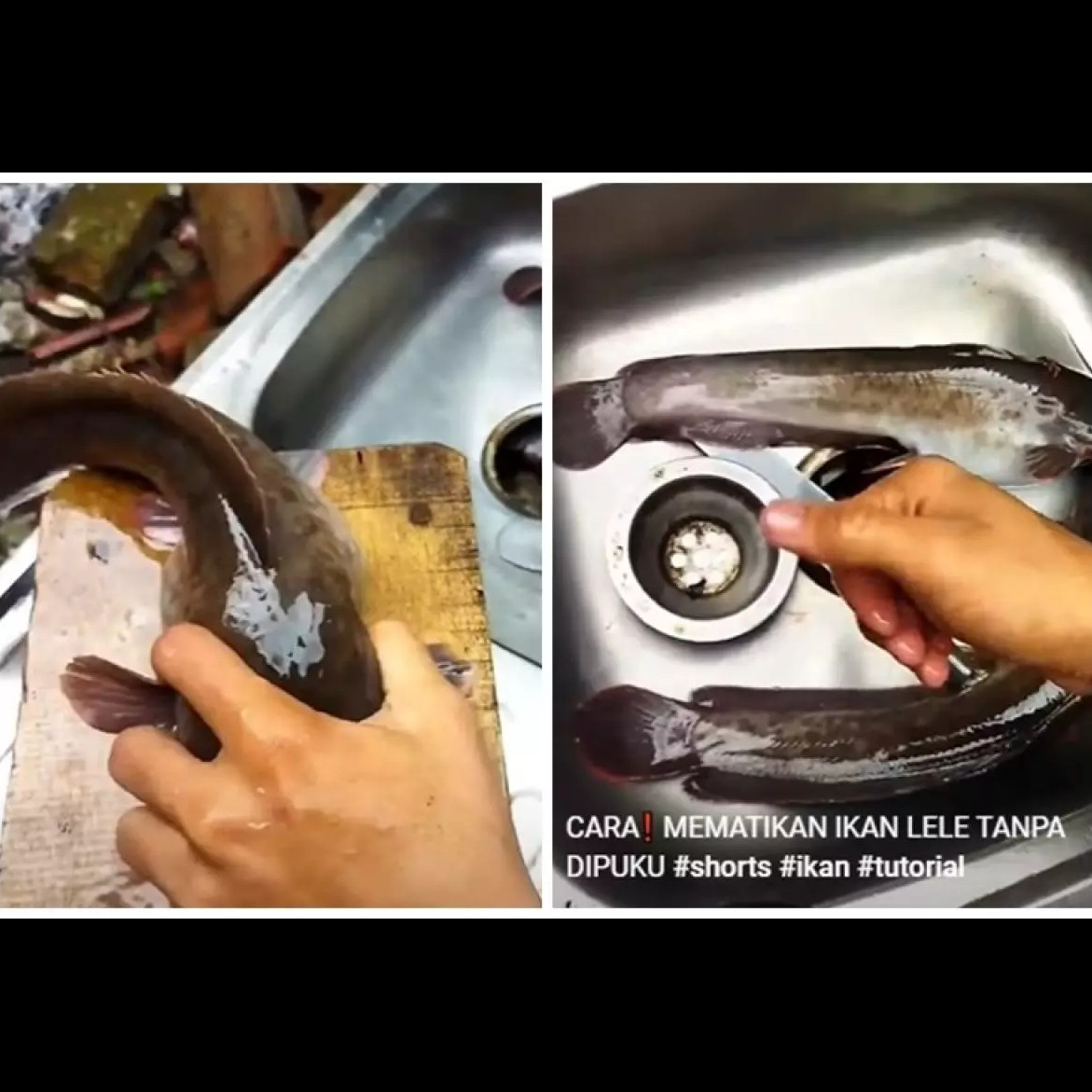 Cara paling cepat mematikan ikan lele tanpa dipukul atau dipatahkan lehernya
