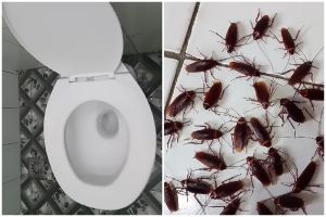 Tanpa semprotan khusus, ini trik ampuh usir kecoak dari toilet secara alami cuma pakai 3 bahan dapur