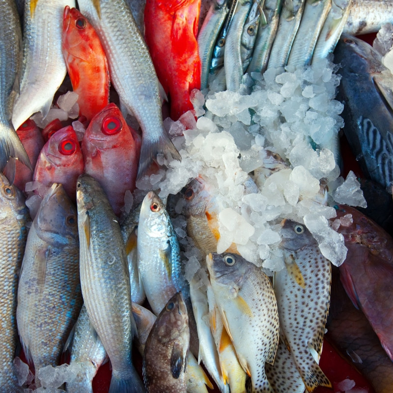 Apakah air garam bisa menghilangkan formalin pada ikan? Simak penjelasannya
