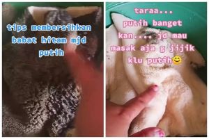 Trik mudah bersihkan babat agar putih dan bebas bau, cukup pakai 1 bahan ini