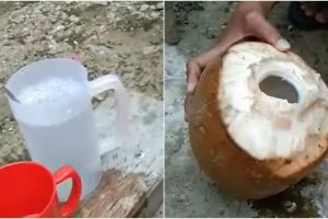 Rahasia menyimpan air kelapa tanpa freezer, tetap segar berhari-hari