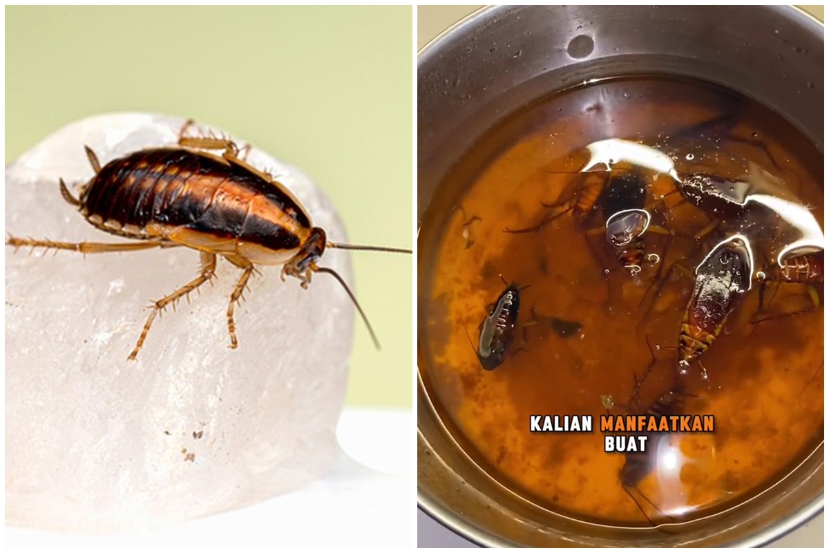 Tak perlu pakai racun, begini trik mudah membuat perangkap kecoak pakai 1 limbah dapur
