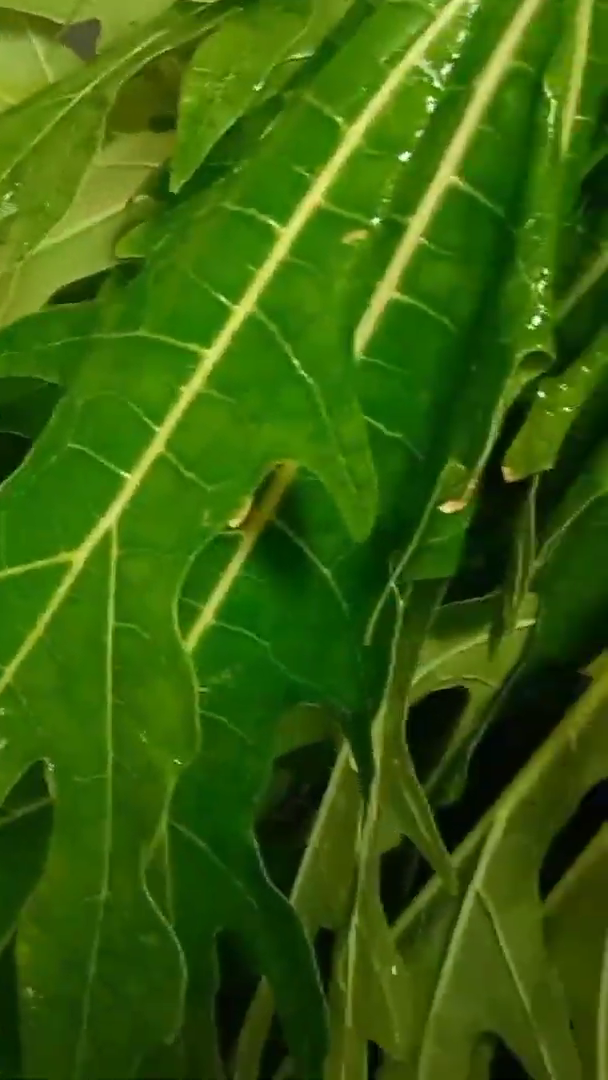 Cara mudah menghilangkan rasa pahit daun pepaya tanpa tanah liat