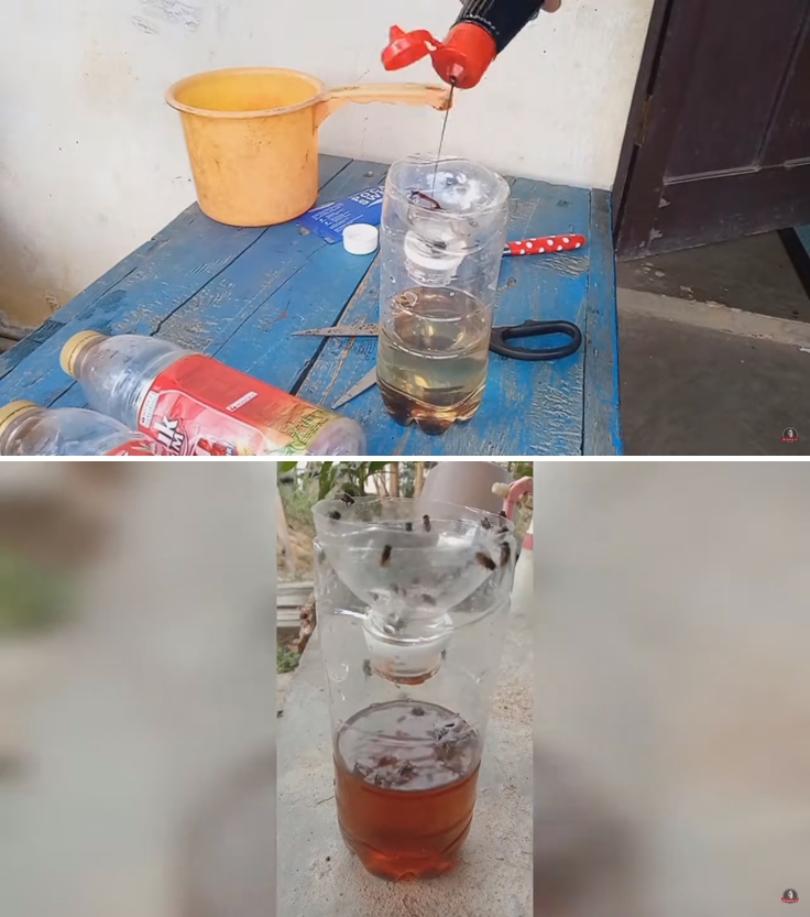 Tak perlu beli lem perekat, ini cara bikin perangkap lalat sederhana pakai 1 barang bekas