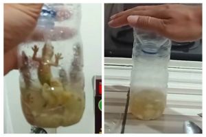 Trik simpel menangkap cicak tanpa ditangkap tangan, cuma andalkan 3 bahan dapur