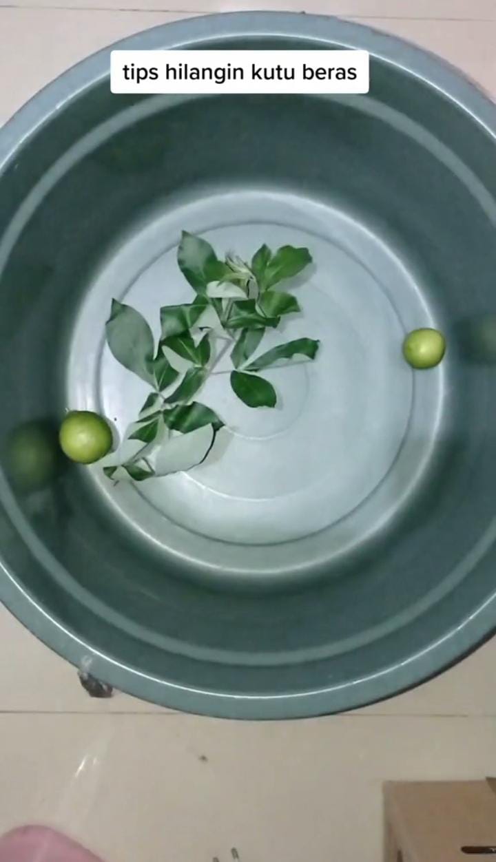 Hanya pakai 2 bahan dapur, ini cara cepat hilangkan kutu pada beras