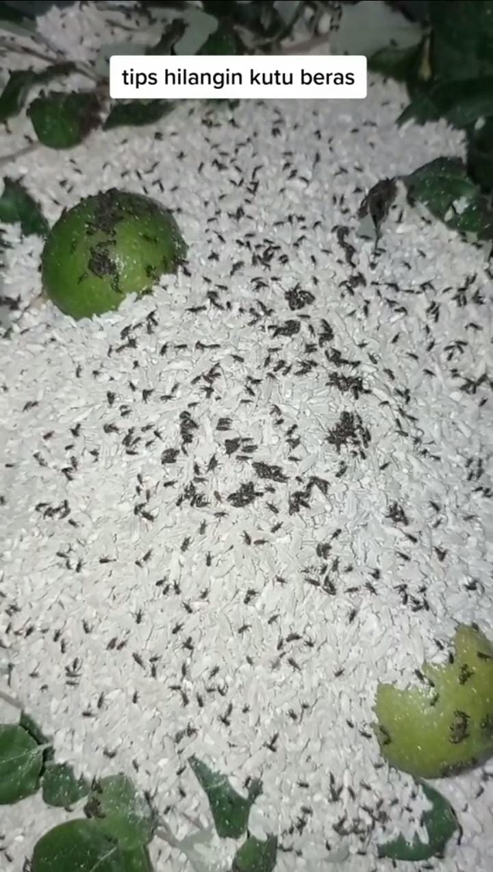 Hanya pakai 2 bahan dapur, ini cara cepat hilangkan kutu pada beras