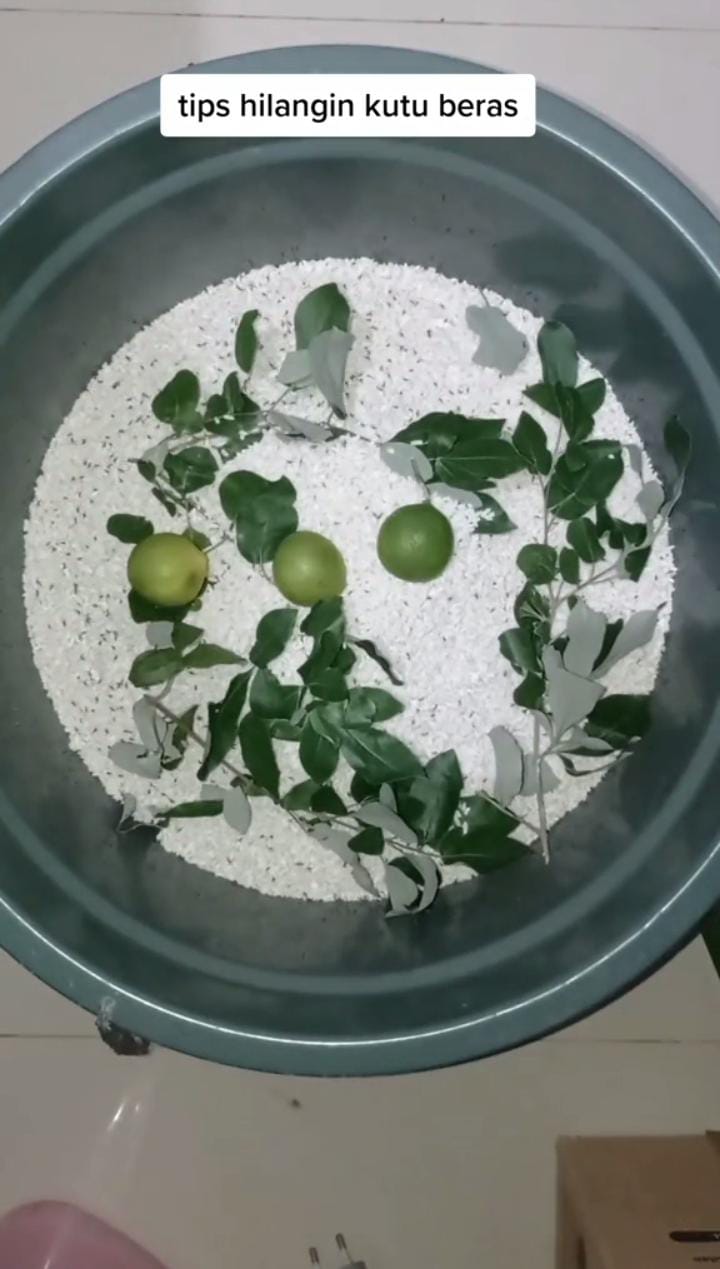 Hanya pakai 2 bahan dapur, ini cara cepat hilangkan kutu pada beras
