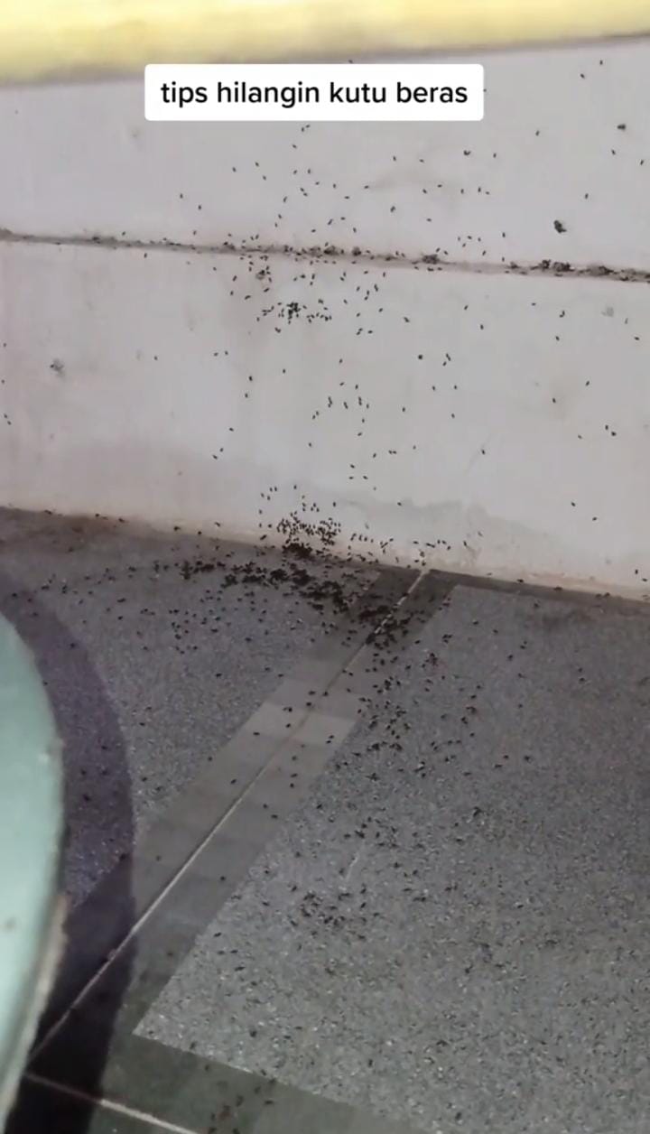 Hanya pakai 2 bahan dapur, ini cara cepat hilangkan kutu pada beras