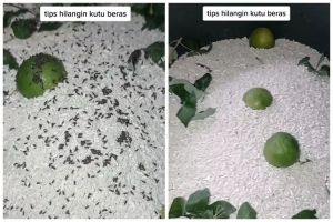 Hanya pakai 2 bahan dapur, ini cara cepat hilangkan kutu pada beras