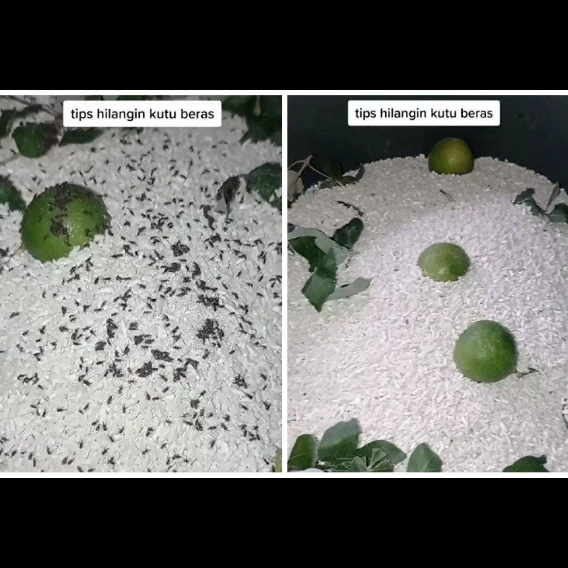 Hanya pakai 2 bahan dapur, ini cara cepat hilangkan kutu pada beras