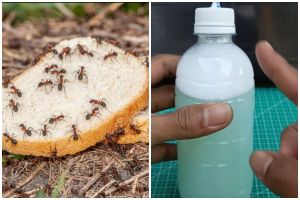 Trik bikin semut ngacir dari rumah tanpa semprotan pembasmi serangga, cuma tambah 2 bahan dapur ini