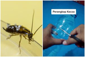 Cara ampuh basmi kecoak di dapur tanpa modal, cuma pakai 1 barang bekas