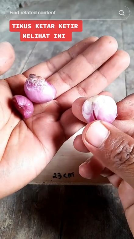 Trik praktis mengusir tikus agar tidak masuk ke rumah tanpa perangkap, cuma pakai 1 bumbu dapur